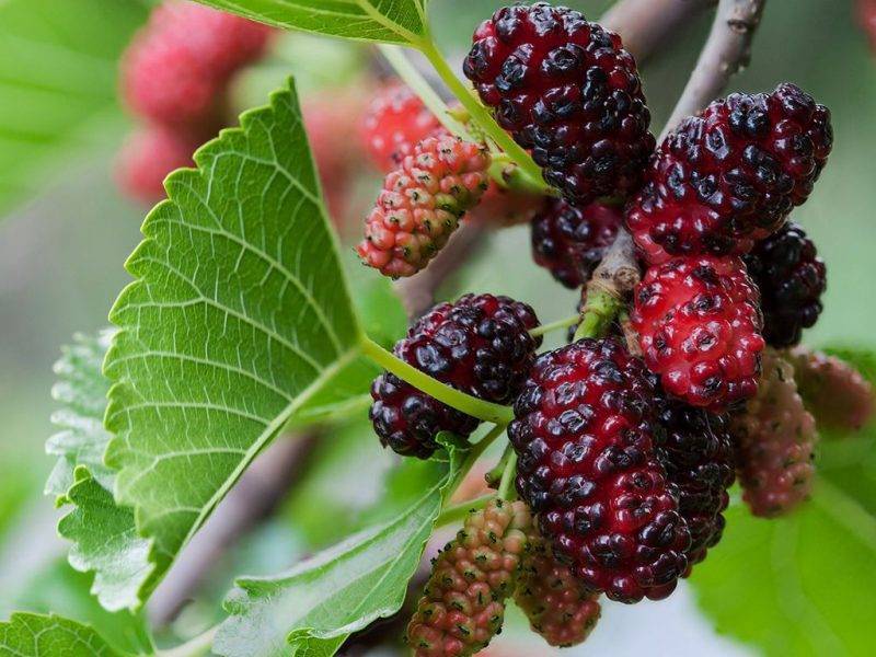 Шелковица купить саженцы из питомнике в Иркутске