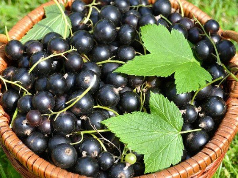 Смородина купить саженцы из питомника в Иркутске