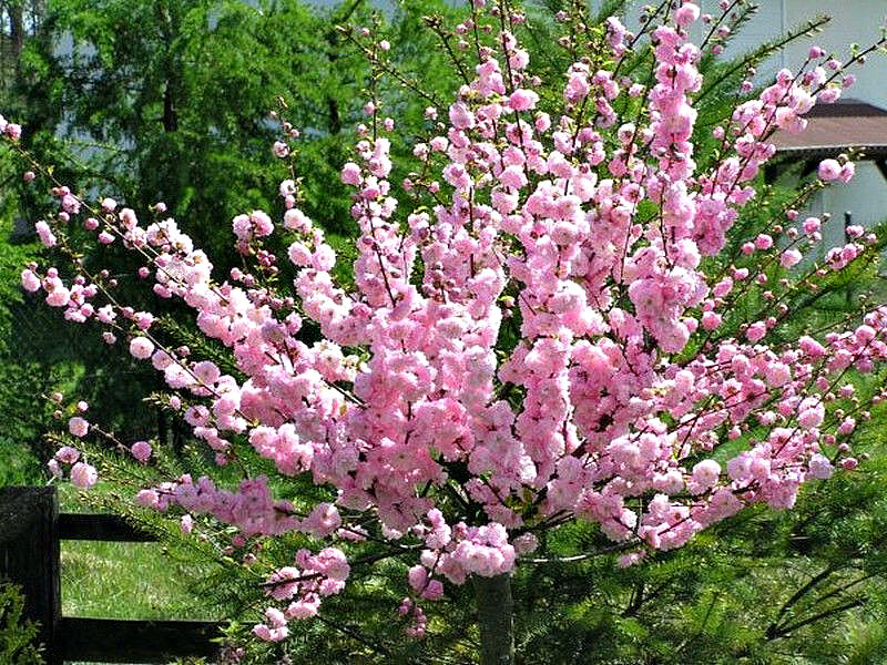 Миндаль купить саженцы из питомника в Иркутске