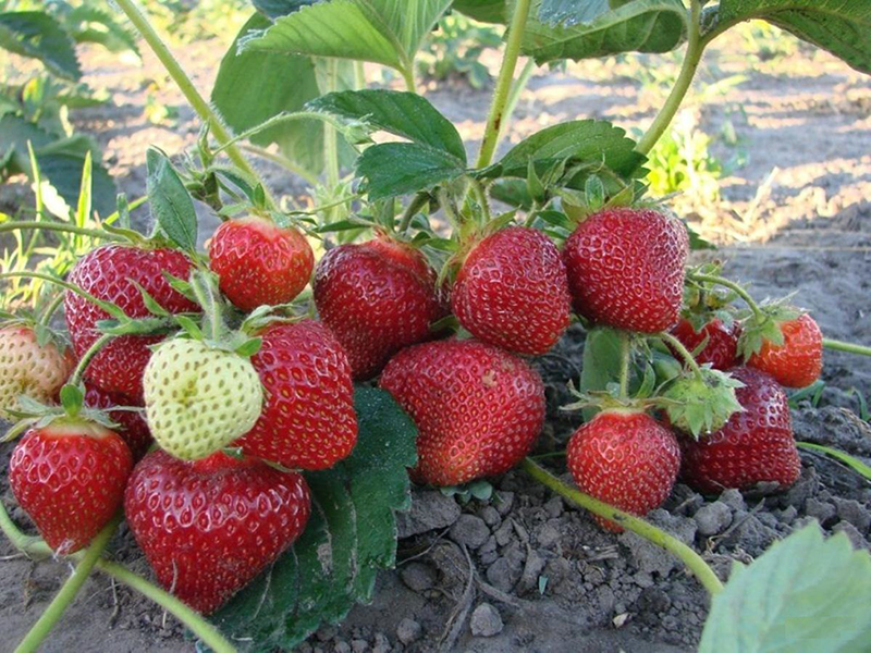Клубника купить саженцы из питомника в Иркутске