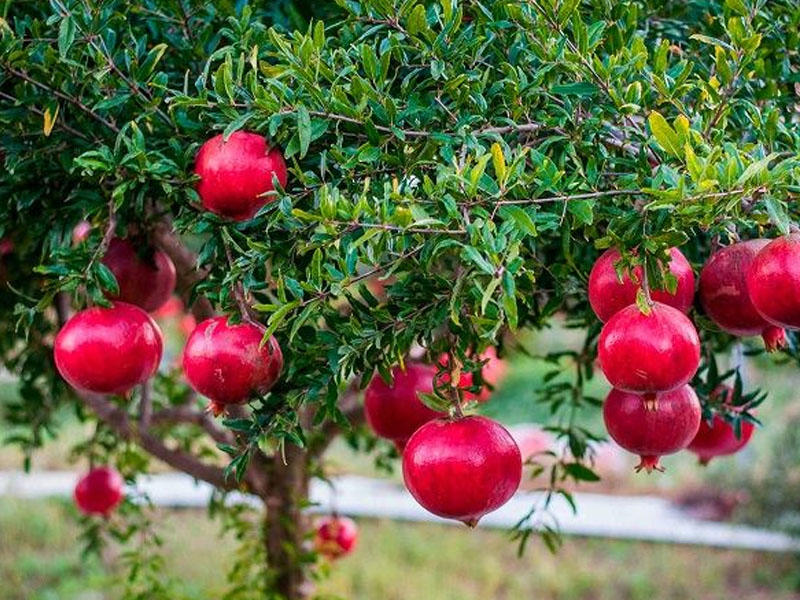 Гранат купить саженцы из питомника в Иркутске