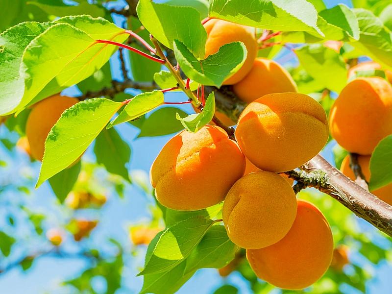 Абрикос купить саженцы из питомнике в Иркутске