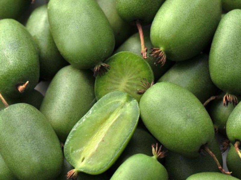 Актинидия купить саженцы из питомнике в Иркутске
