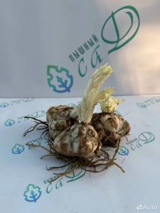 Лилия "ЭЛОДИ" 3 штуки (размер 18/20)