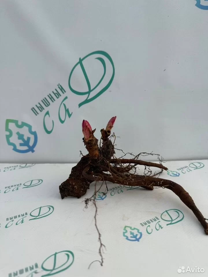 Пион "ДЮШЕС ДЕ НЕМУР"