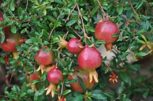 Гранат "НАНА"